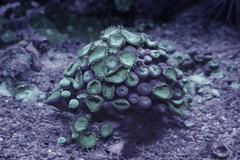 Killikus&reg; Fotographie